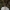Rusvoji tauriabudė - Clitocybe diatreta ? | Fotografijos autorius : Žilvinas Pūtys | © Macrogamta.lt | Šis tinklapis priklauso bendruomenei kuri domisi makro fotografija ir fotografuoja gyvąjį makro pasaulį.