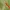 Ryškiapilvė skėtė - Crocothemis erythraea, patinas | Fotografijos autorius : Deividas Makavičius | © Macrogamta.lt | Šis tinklapis priklauso bendruomenei kuri domisi makro fotografija ir fotografuoja gyvąjį makro pasaulį.
