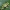 Rytinė medvarlė - Hyla orientalis | Fotografijos autorius : Žilvinas Pūtys | © Macrogamta.lt | Šis tinklapis priklauso bendruomenei kuri domisi makro fotografija ir fotografuoja gyvąjį makro pasaulį.