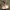 Samaninis piengrybis - Lactarius helvus | Fotografijos autorius : Vitalij Drozdov | © Macrogamta.lt | Šis tinklapis priklauso bendruomenei kuri domisi makro fotografija ir fotografuoja gyvąjį makro pasaulį.