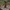 Pušyninis žvynadyglis - Sarcodon squamosus | Fotografijos autorius : Vitalij Drozdov | © Macrogamta.lt | Šis tinklapis priklauso bendruomenei kuri domisi makro fotografija ir fotografuoja gyvąjį makro pasaulį.