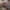Pušyninis žvynadyglis - Sarcodon squamosus | Fotografijos autorius : Vitalij Drozdov | © Macrogamta.lt | Šis tinklapis priklauso bendruomenei kuri domisi makro fotografija ir fotografuoja gyvąjį makro pasaulį.