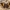 Satyras - Tisiphone abeona | Fotografijos autorius : Žilvinas Pūtys | © Macrogamta.lt | Šis tinklapis priklauso bendruomenei kuri domisi makro fotografija ir fotografuoja gyvąjį makro pasaulį.