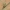 Sedge - Cyperus conglomeratus | Fotografijos autorius : Žilvinas Pūtys | © Macrogamta.lt | Šis tinklapis priklauso bendruomenei kuri domisi makro fotografija ir fotografuoja gyvąjį makro pasaulį.