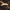 Sengirinis juodvabalis - Neomida haemorrhoidalis | Fotografijos autorius : Kazimieras Martinaitis | © Macrogamta.lt | Šis tinklapis priklauso bendruomenei kuri domisi makro fotografija ir fotografuoja gyvąjį makro pasaulį.