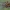 Serbentinė žiedmusė - Syrphus ribesii ♀ | Fotografijos autorius : Žilvinas Pūtys | © Macrogamta.lt | Šis tinklapis priklauso bendruomenei kuri domisi makro fotografija ir fotografuoja gyvąjį makro pasaulį.