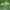 Smailiakampė rasakila  - Alchemilla vulgaris subsp. acutiloba | Fotografijos autorius : Vytautas Gluoksnis | © Macrogamta.lt | Šis tinklapis priklauso bendruomenei kuri domisi makro fotografija ir fotografuoja gyvąjį makro pasaulį.