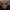 Pušinė skydblakė - Chlorochroa pinicola | Fotografijos autorius : Žilvinas Pūtys | © Macronature.eu | Macro photography web site