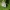 Uodegotasis melsvys - Cupido [=Everes] argiades | Fotografijos autorius : Ramunė Vakarė | © Macronature.eu | Macro photography web site