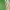Žaliapilvė kampuotblakė - Myrmus miriformis ♂ | Fotografijos autorius : Gintautas Steiblys | © Macronature.eu | Macro photography web site
