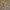 Siauralapis ežeinis - Echium angustifolium | Fotografijos autorius : Žilvinas Pūtys | © Macrogamta.lt | Šis tinklapis priklauso bendruomenei kuri domisi makro fotografija ir fotografuoja gyvąjį makro pasaulį.