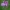 Siauralapis gaurometis - Chamaenerion angustifolium | Fotografijos autorius : Gintautas Steiblys | © Macrogamta.lt | Šis tinklapis priklauso bendruomenei kuri domisi makro fotografija ir fotografuoja gyvąjį makro pasaulį.