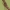 Didysis storažandis - Tetragnatha montana | Fotografijos autorius : Vidas Brazauskas | © Macronature.eu | Macro photography web site