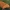 Didysis perlinukas - Argynnis paphia ♂ | Fotografijos autorius : Gintautas Steiblys | © Macronature.eu | Macro photography web site