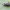 Kiaušiniškasis pjovėjas | Otiorhynchus ovatus | Fotografijos autorius : Darius Baužys | © Macrogamta.lt | Šis tinklapis priklauso bendruomenei kuri domisi makro fotografija ir fotografuoja gyvąjį makro pasaulį.