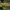 Vingiorykštinis marguolis - Zygaena filipendulae, vikšras | Fotografijos autorius : Žilvinas Pūtys | © Macronature.eu | Macro photography web site