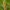 Vingiorykštinis marguolis - Zygaena filipendulae, vikšras | Fotografijos autorius : Žilvinas Pūtys | © Macronature.eu | Macro photography web site