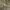 Skėtė - Rhyothemis variegata ♀ | Fotografijos autorius : Deividas Makavičius | © Macrogamta.lt | Šis tinklapis priklauso bendruomenei kuri domisi makro fotografija ir fotografuoja gyvąjį makro pasaulį.