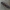 Didžiojo laumžirgio - Aeshna grandis lerva | Fotografijos autorius : Gintautas Steiblys | © Macrogamta.lt | Šis tinklapis priklauso bendruomenei kuri domisi makro fotografija ir fotografuoja gyvąjį makro pasaulį.