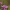 Skėtinė širdažolė - Centaurium erythraea | Fotografijos autorius : Agnė Našlėnienė | © Macrogamta.lt | Šis tinklapis priklauso bendruomenei kuri domisi makro fotografija ir fotografuoja gyvąjį makro pasaulį.