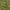 Skėtinė širdažolė - Centaurium erythraea | Fotografijos autorius : Vidas Brazauskas | © Macrogamta.lt | Šis tinklapis priklauso bendruomenei kuri domisi makro fotografija ir fotografuoja gyvąjį makro pasaulį.