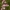 Skėtinė širdažolė - Centaurium erythraea | Fotografijos autorius : Ramunė Vakarė | © Macrogamta.lt | Šis tinklapis priklauso bendruomenei kuri domisi makro fotografija ir fotografuoja gyvąjį makro pasaulį.