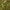 Skėtinė širdažolė - Centaurium erythraea | Fotografijos autorius : Ramunė Vakarė | © Macrogamta.lt | Šis tinklapis priklauso bendruomenei kuri domisi makro fotografija ir fotografuoja gyvąjį makro pasaulį.