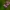 Skėtinė širdažolė - Centaurium erythraea | Fotografijos autorius : Zita Gasiūnaitė | © Macrogamta.lt | Šis tinklapis priklauso bendruomenei kuri domisi makro fotografija ir fotografuoja gyvąjį makro pasaulį.