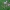 Skėtinė širdažolė - Centaurium erythraea | Fotografijos autorius : Vytautas Gluoksnis | © Macrogamta.lt | Šis tinklapis priklauso bendruomenei kuri domisi makro fotografija ir fotografuoja gyvąjį makro pasaulį.