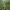 Skėtinė žvynabudė - Macrolepiota procera | Fotografijos autorius : Gintautas Steiblys | © Macrogamta.lt | Šis tinklapis priklauso bendruomenei kuri domisi makro fotografija ir fotografuoja gyvąjį makro pasaulį.