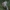Skėtinė žvynabudė - Macrolepiota procera | Fotografijos autorius : Žilvinas Pūtys | © Macrogamta.lt | Šis tinklapis priklauso bendruomenei kuri domisi makro fotografija ir fotografuoja gyvąjį makro pasaulį.