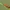 Skėtinis minkštavabalis - Rhagonycha fulva | Fotografijos autorius : Vidas Brazauskas | © Macrogamta.lt | Šis tinklapis priklauso bendruomenei kuri domisi makro fotografija ir fotografuoja gyvąjį makro pasaulį.