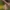 Skeltagalvė žolblakė - Notostira elongata | Fotografijos autorius : Žilvinas Pūtys | © Macrogamta.lt | Šis tinklapis priklauso bendruomenei kuri domisi makro fotografija ir fotografuoja gyvąjį makro pasaulį.