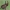 Skroblinė harpija - Stauropus fagi, vikšras | Fotografijos autorius : Gintautas Steiblys | © Macrogamta.lt | Šis tinklapis priklauso bendruomenei kuri domisi makro fotografija ir fotografuoja gyvąjį makro pasaulį.