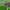 Skroblinė harpija - Stauropus fagi, vikšras | Fotografijos autorius : Gintautas Steiblys | © Macrogamta.lt | Šis tinklapis priklauso bendruomenei kuri domisi makro fotografija ir fotografuoja gyvąjį makro pasaulį.