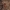 Skruzdėlė - Myrmecia gulosa | Fotografijos autorius : Žilvinas Pūtys | © Macrogamta.lt | Šis tinklapis priklauso bendruomenei kuri domisi makro fotografija ir fotografuoja gyvąjį makro pasaulį.