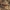 Skruzdėlė - Myrmecia gulosa | Fotografijos autorius : Žilvinas Pūtys | © Macrogamta.lt | Šis tinklapis priklauso bendruomenei kuri domisi makro fotografija ir fotografuoja gyvąjį makro pasaulį.