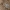 Skruzdžių liūtas - Synclisis baetica, lerva | Fotografijos autorius : Gintautas Steiblys | © Macrogamta.lt | Šis tinklapis priklauso bendruomenei kuri domisi makro fotografija ir fotografuoja gyvąjį makro pasaulį.