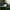 Skujinė musmirė - Amanita strobiliformis | Fotografijos autorius : Vitalij Drozdov | © Macrogamta.lt | Šis tinklapis priklauso bendruomenei kuri domisi makro fotografija ir fotografuoja gyvąjį makro pasaulį.