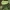 Skutuotoji šiurė - Cladonia fimbriata | Fotografijos autorius : Gintautas Steiblys | © Macrogamta.lt | Šis tinklapis priklauso bendruomenei kuri domisi makro fotografija ir fotografuoja gyvąjį makro pasaulį.