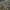 Skutuotoji šiurė - Cladonia fimbriata | Fotografijos autorius : Vytautas Gluoksnis | © Macrogamta.lt | Šis tinklapis priklauso bendruomenei kuri domisi makro fotografija ir fotografuoja gyvąjį makro pasaulį.
