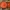 Skydelinė blakstienutė - Scutellinia scutellata | Fotografijos autorius : Žilvinas Pūtys | © Macrogamta.lt | Šis tinklapis priklauso bendruomenei kuri domisi makro fotografija ir fotografuoja gyvąjį makro pasaulį.