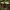 Skydinė žvynabudėlė - Lepiota clypeolaria | Fotografijos autorius : Žilvinas Pūtys | © Macrogamta.lt | Šis tinklapis priklauso bendruomenei kuri domisi makro fotografija ir fotografuoja gyvąjį makro pasaulį.