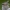 Slankmusė - Rhagio lineola ♀ | Fotografijos autorius : Žilvinas Pūtys | © Macrogamta.lt | Šis tinklapis priklauso bendruomenei kuri domisi makro fotografija ir fotografuoja gyvąjį makro pasaulį.