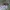 Paprastoji slankmusė - Rhagio scolopaceus ♀ | Fotografijos autorius : Žilvinas Pūtys | © Macrogamta.lt | Šis tinklapis priklauso bendruomenei kuri domisi makro fotografija ir fotografuoja gyvąjį makro pasaulį.