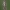 Slender burrowing grasshopper - Acrotylus patruelis ? | Fotografijos autorius : Deividas Makavičius | © Macrogamta.lt | Šis tinklapis priklauso bendruomenei kuri domisi makro fotografija ir fotografuoja gyvąjį makro pasaulį.