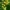 Slyvalapė obelis - Malus prunifolia | Fotografijos autorius : Gintautas Steiblys | © Macrogamta.lt | Šis tinklapis priklauso bendruomenei kuri domisi makro fotografija ir fotografuoja gyvąjį makro pasaulį.