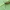 Slyvinis ūsuotėlis - Tetrops praeustus | Fotografijos autorius : Gintautas Steiblys | © Macrogamta.lt | Šis tinklapis priklauso bendruomenei kuri domisi makro fotografija ir fotografuoja gyvąjį makro pasaulį.