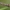 Slyvinis juostasprindis - Eulithis prunata, vikšras | Fotografijos autorius : Gintautas Steiblys | © Macrogamta.lt | Šis tinklapis priklauso bendruomenei kuri domisi makro fotografija ir fotografuoja gyvąjį makro pasaulį.