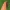 Slyvinis verpikas - Odonestis pruni | Fotografijos autorius : Gintautas Steiblys | © Macrogamta.lt | Šis tinklapis priklauso bendruomenei kuri domisi makro fotografija ir fotografuoja gyvąjį makro pasaulį.